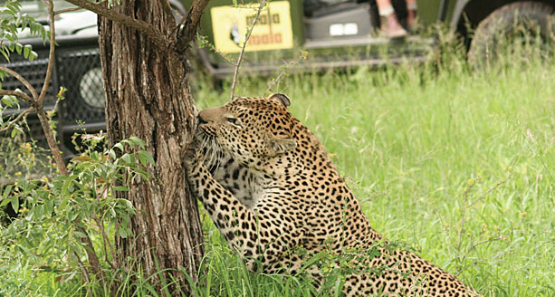 Mala Mala Private Game Reserve by Willie Carballo